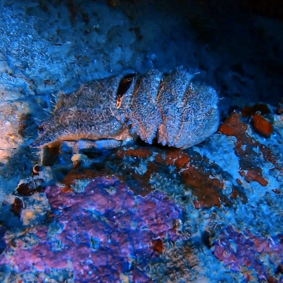 Cigarra