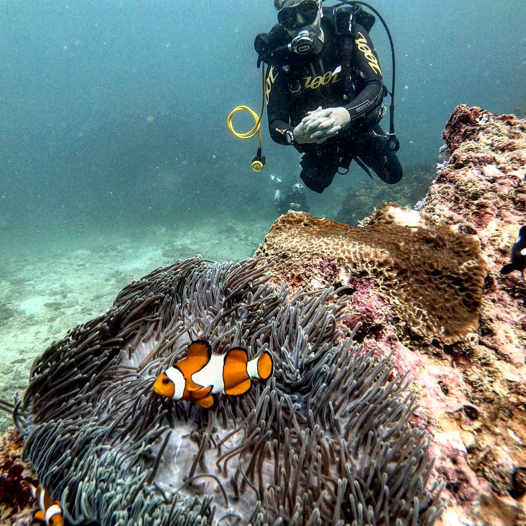Buscando a Nemo