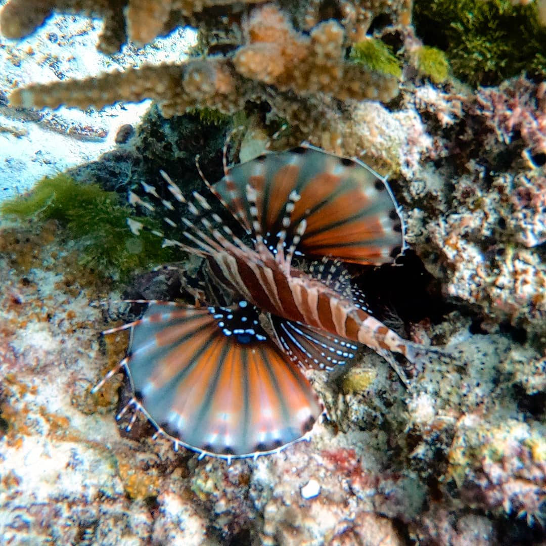 Colorido de Escorpión
