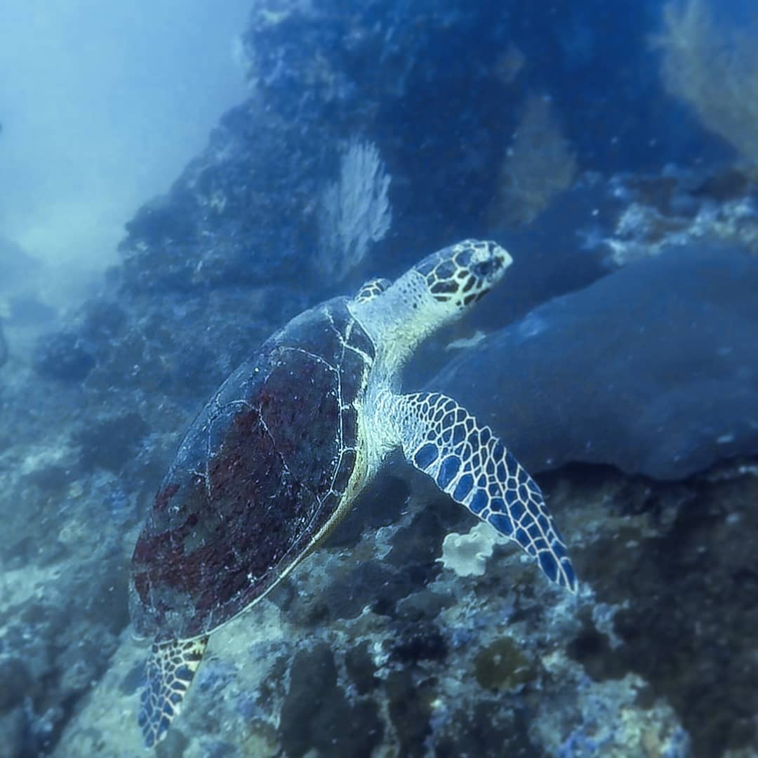 Tortuga Thai